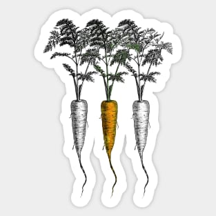 Three Carrots - The Root of all Vegetables Sticker